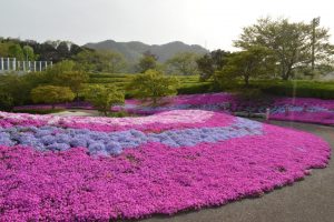 丸山公園芝桜