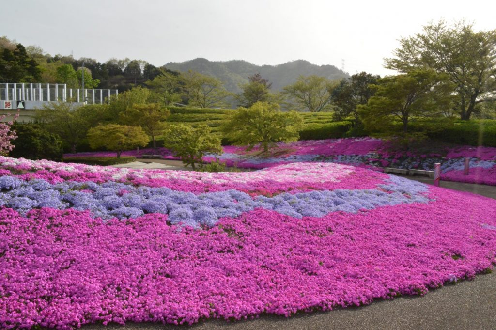 芝桜2