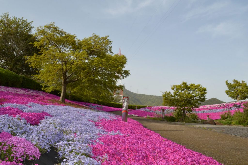 芝桜1