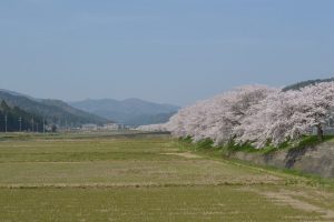 佐分利街道桜並木