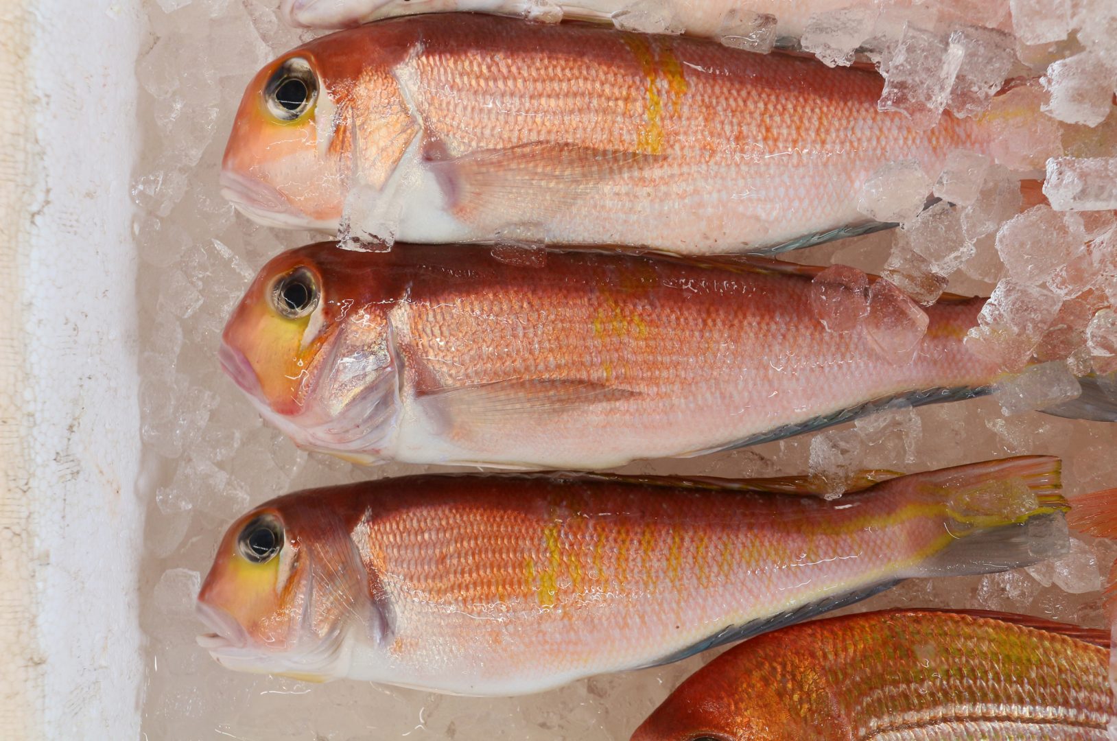 福井県おおい町のブランド魚【若狭ぐじ】 おおい町観光協会おおい町観光協会