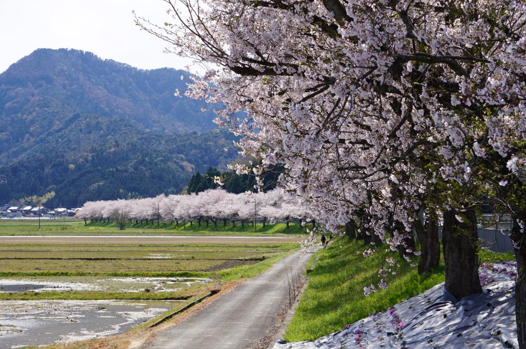 野尻桜