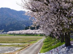 野尻桜