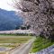 野尻桜