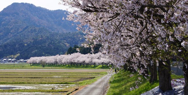 野尻桜