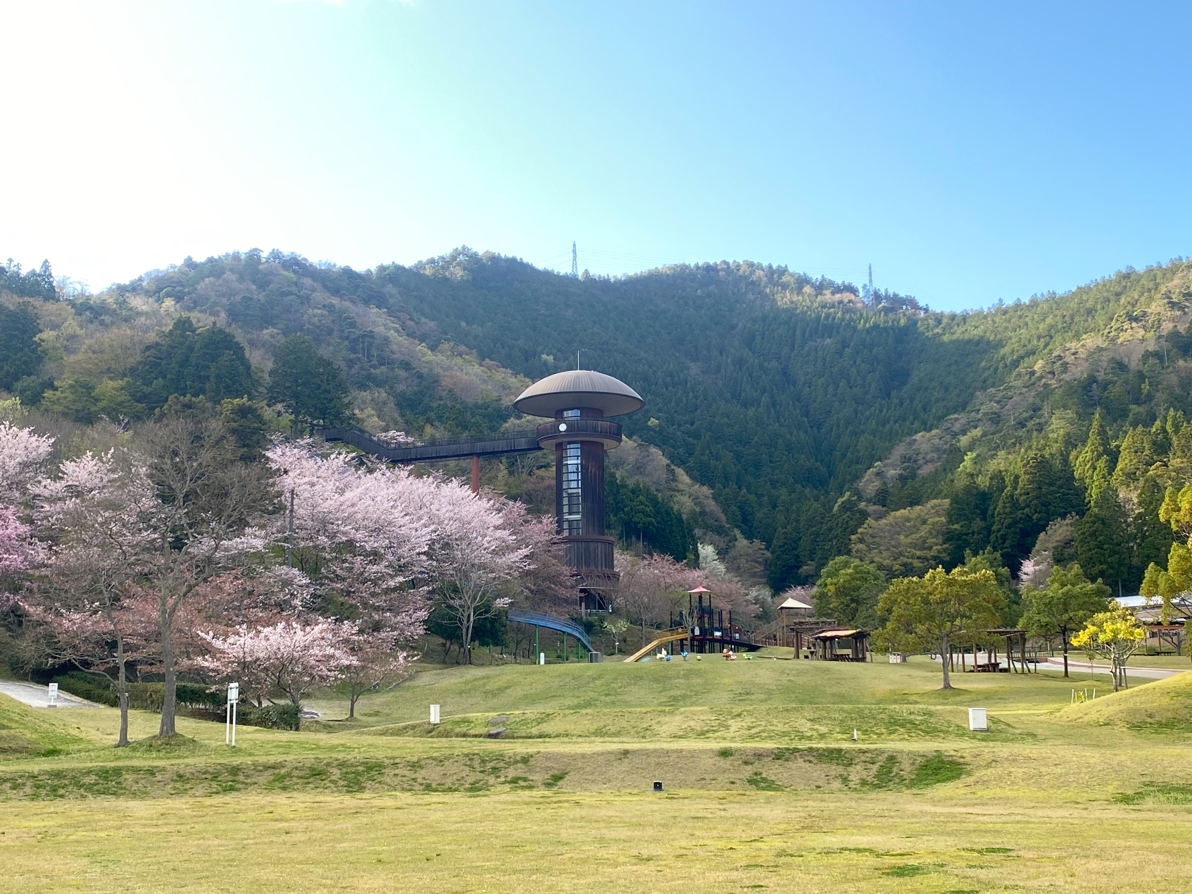 #桜