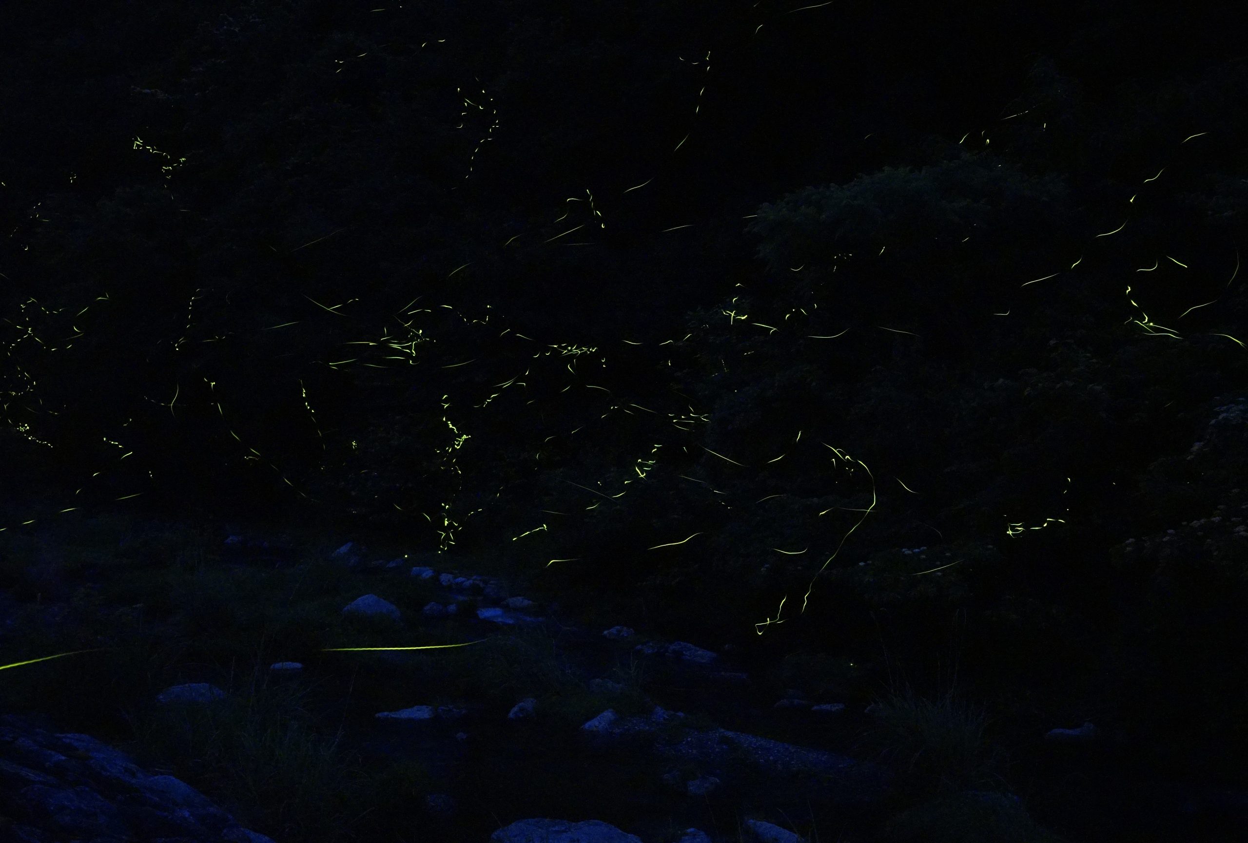 ほたる⚠︎プロフページ ほたるを見に行こう | 徳島県観光情報サイト阿波ナビ