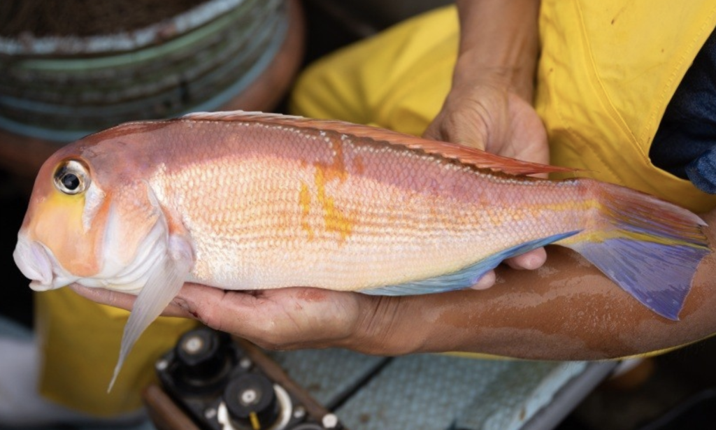おおい町のブランド魚「若狭ぐじ」｜御食国の至宝を味わう | おおい町